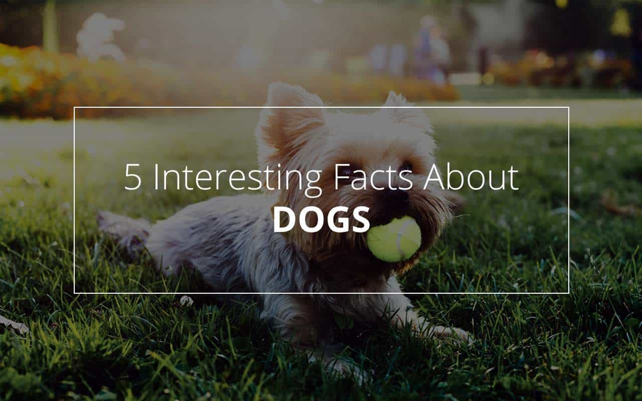 10 interesting facts about dogs