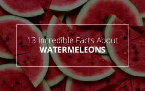 watermelons