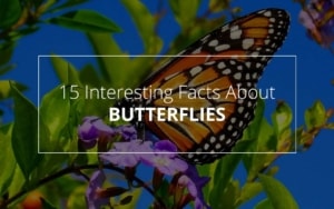 Facts About Butterflies