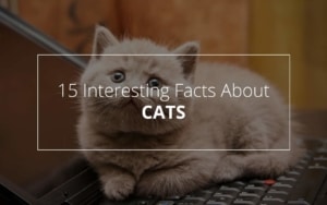 facts about cats