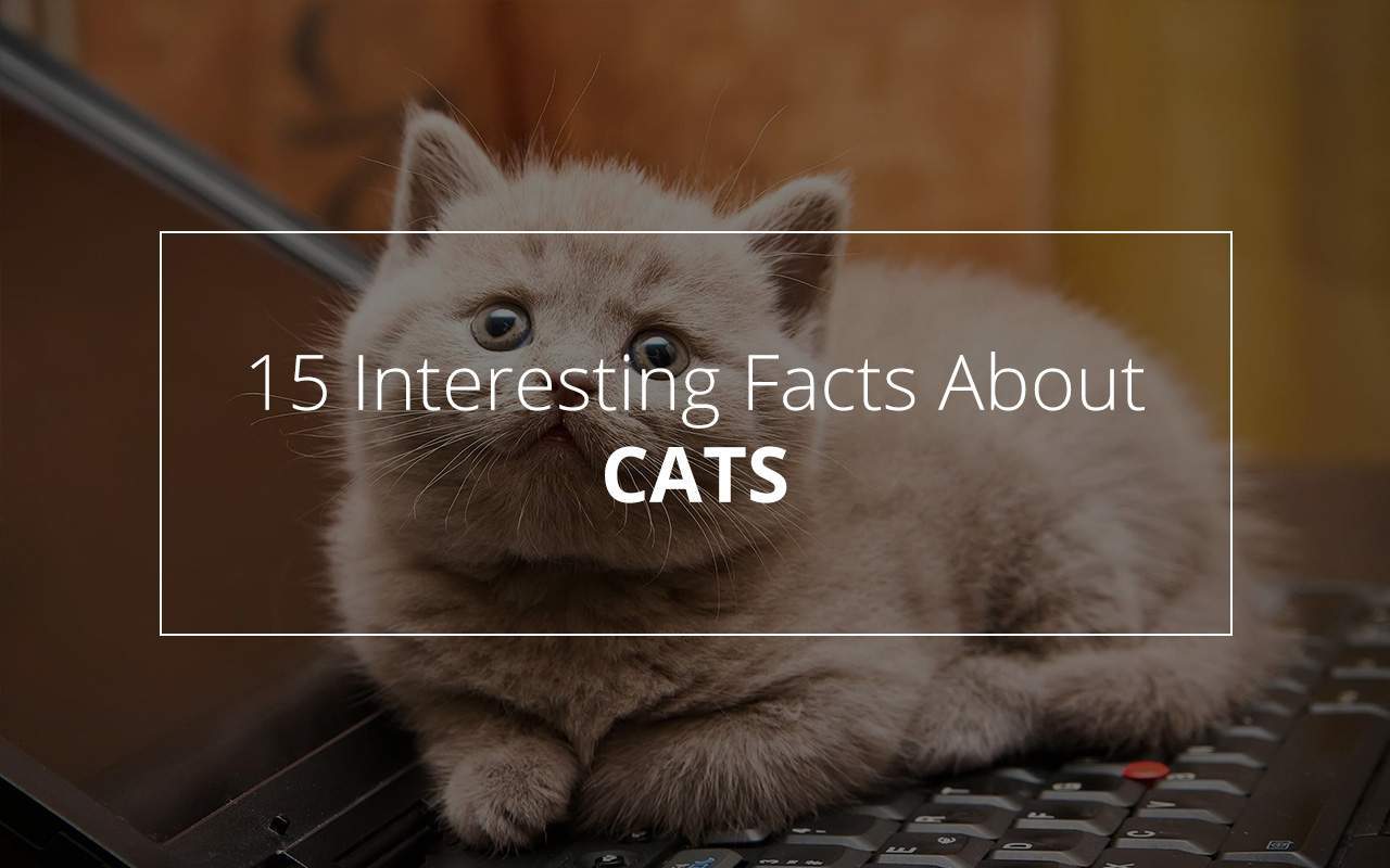 facts about cats