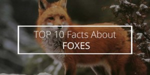 Facts About Foxes