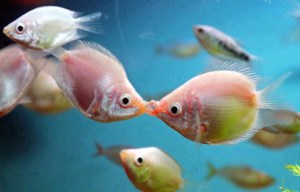 Kissing Gourami Trpical Fish