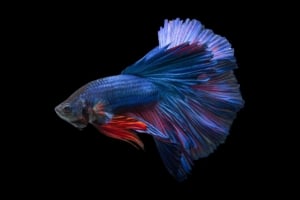 Siamese Fighting Fish