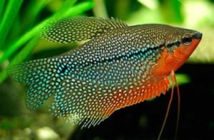 Pearl Gourami Tropical Fish