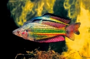 Rainbow Tropical Fish