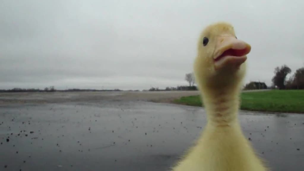 Lisa was afraid of ducks