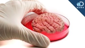 Mini Human Brain Developed In Lab